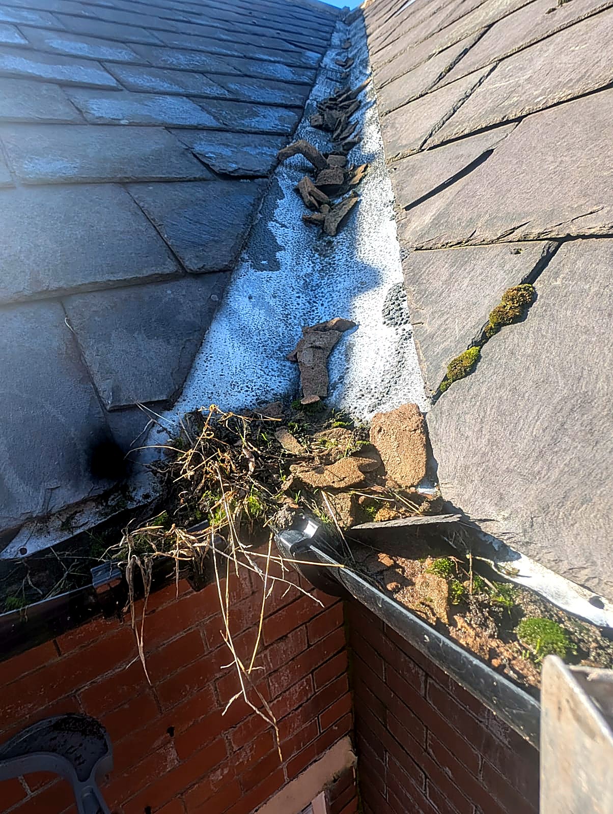 Plants and moss growing in a roof valley gutter before valley clearance in Bury, Greater Manchester