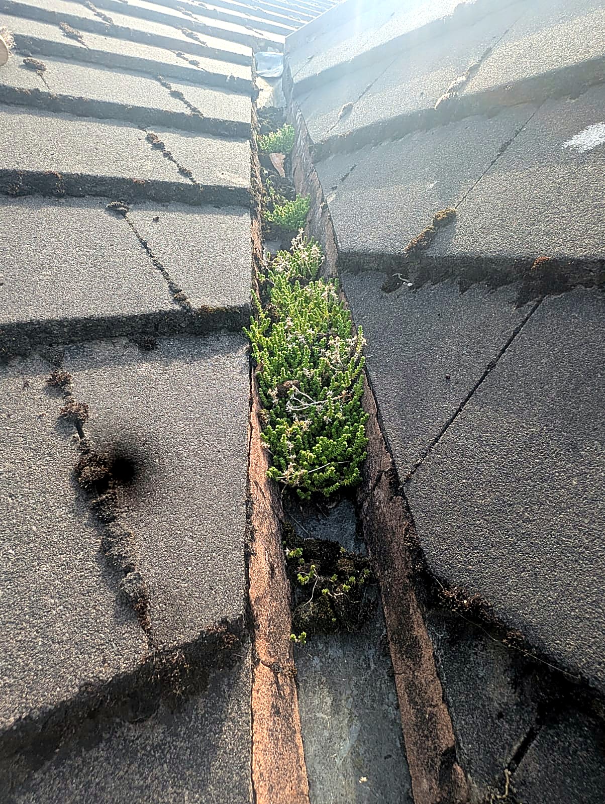 Plants and moss growing in a roof valley gutter before valley clearance